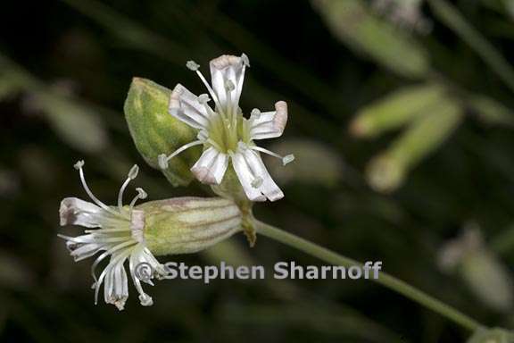 silene douglasii var douglasii 5 graphic